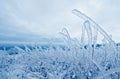 Frozen winter grass