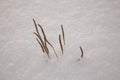 Frozen winter lake Royalty Free Stock Photo