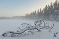 The frozen winter lake in wood under snow Royalty Free Stock Photo