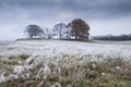 Frozen winter landscape with grass and trees Royalty Free Stock Photo