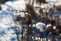 Frozen winter plant Royalty Free Stock Photo