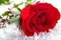 Frozen winter red rose covered in snow and frost laying on the ground surrounded by ice crystals and water drops, a sign of Royalty Free Stock Photo