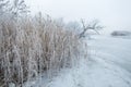 Frozen winter river and trees in the morning Royalty Free Stock Photo