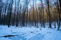 Frozen winter swamp with fallen tree trunks, sun dawn in forest, outdoor active hobby, popular hiking route