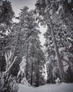 Frozen winter trees of the Scandinavian forrest Royalty Free Stock Photo