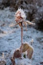 Frozen withered red rose Royalty Free Stock Photo