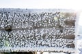 Frozen wood Royalty Free Stock Photo