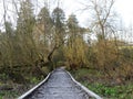 Frozen wooden pathway leading to bridge over the River Chess, Chorleywood