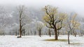 Frozen world~ Snow covered maple trees standing on the meadow