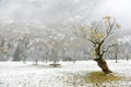 Frozen world~ Snow covered maple trees standing on the meadow