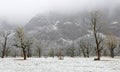 Frozen world~ Snow covered maple trees standing on the meadow by the mountainside in a foggy gloomy morning ~