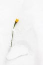 Frozen yellow flower is in traces of shoes on the snow Royalty Free Stock Photo