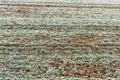 Frozen young wheat crops in agricultural field covered with frost Royalty Free Stock Photo