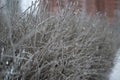 Frozes branches after freezing rain Royalty Free Stock Photo