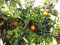 Fructarians,healthy food.Image of orange fruits on trees