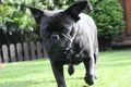 Frug dog waling on grass landscape