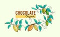 Cocoa plant illustration. Chocolate cocoa organic.