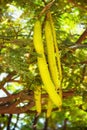 Fruit of an acacia tree in a tropical garden, rainy season, Senegal, photo, vertical format Royalty Free Stock Photo