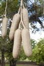 Fruit from the African Sausage Tree Royalty Free Stock Photo