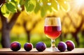 a glass of plum wine on a wooden table, a plum garden to the horizon, plum plantations, branches of a plum Royalty Free Stock Photo