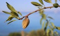 Fruit on an almond tree branch Royalty Free Stock Photo