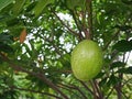 Fruit of Alstonia scholaris tree or Devil Tree in nature