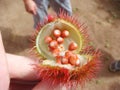 Fruit of annatto or roucou or achiote or bixa orellana in Africa