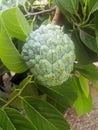 Fruit of anon, in small shrub, the solitary fruit is seen in its branches