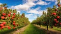 fruit apple farm
