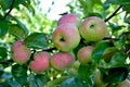 Fruit apples the apple trees Siberian on branches