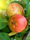 Fruit apples on a tree Royalty Free Stock Photo