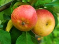 Fruit apples on a tree Royalty Free Stock Photo