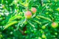 Fruit apples on a tree branch. Summer day Royalty Free Stock Photo