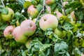 Fruit apples on a tree branch. Summer day Royalty Free Stock Photo