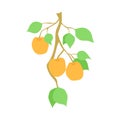 Fruit apricot branch, isolated illustration, hand drawn apricots hanging on branch with leaves