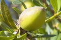 Fruit of the Argan tree (Argania spinosa)