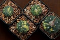 A fruit of astrophytum variegated. Royalty Free Stock Photo