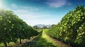 Fruit Avocado Farm