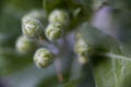 Fruit azerole buds, macro very close up