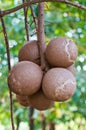 Fruit Ball Royalty Free Stock Photo