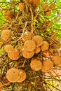 Fruit Ball on Salavan tree