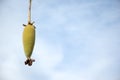 Fruit of Baobab tree Royalty Free Stock Photo