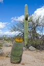 Fruit of a Barrel Cactus