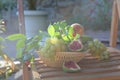 Fruit basket. Grapes, figs, peaches and pears in a wicker basket