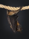 Fruit bat aka chiroptera on black background