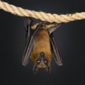 Fruit bat aka chiroptera on black background