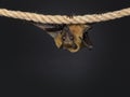 Fruit bat aka chiroptera on black background