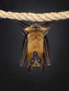 Fruit bat aka chiroptera on black background