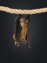 Fruit bat aka chiroptera on black background