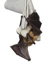 Fruit bat aka chiroptera on white background